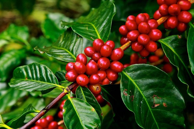 Rwandan Coffee